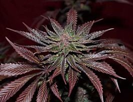 Gage Green Seeds Mendo Montage F2 Regular