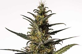 Medical Marijuana Genetics Candida (CD-1) Feminized