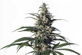 Medical Marijuana Genetics Green Doctor (GD-1) Feminized