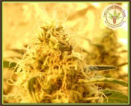 Kalis Fruitful Mango Mist Shake Feminized