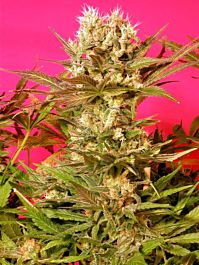 Serious Seeds Motavation Feminised