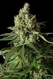 Dinafem Moby Dick CBD Feminized