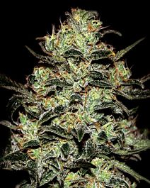 Green House Company Moby Dick Feminised