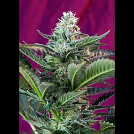 Sweet Seeds Mohan Ram Auto Feminised