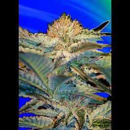 Sweet Seeds Mohan Ram Feminised