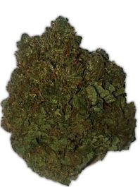 Heavyweight Seeds Money Bush Feminized