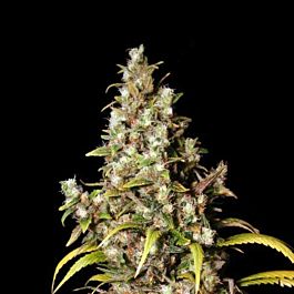 EVA Female Seeds Monster Feminized