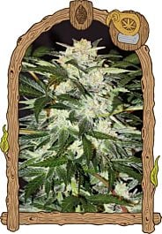 Exotic Seed Monster Mash Auto Feminized