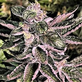 Mosca Seeds Moonshine Cookies Regular