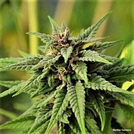 Norstar Genetics MoonShadow Regular