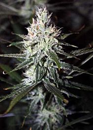 Rare Dankness Seeds Moonshine Haze Regular Seeds   
