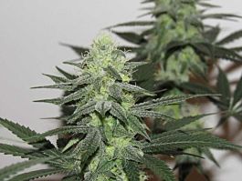 Bodhi Seeds Moontang Regular