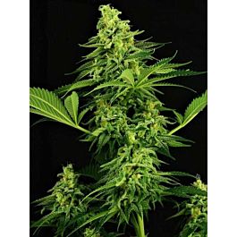Critical Mass Collective Moonshine Mass Feminized