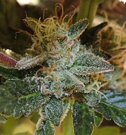 Bodhi Seeds More Cowbell Regular