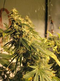 Gage Green Seeds Morning Flight Regular