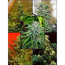 Magus Genetics Mosaic Regular
