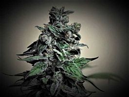 Kalashnikov Seeds Moscow Blueberry Feminized