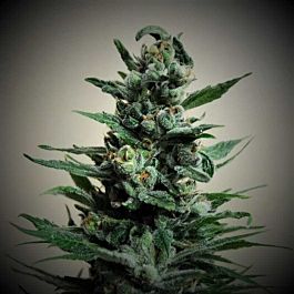 Kalashnikov Seeds Moscow Blueberry Auto Feminized