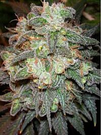Magus Genetics Motavation Feminised