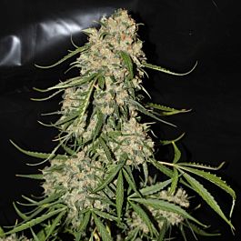 Green Label Mountain Kush Feminized