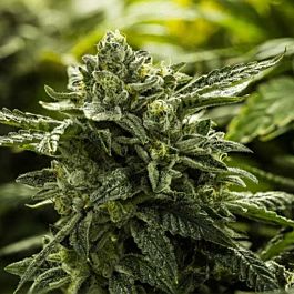 Moxie Seeds Alpine Cookies Feminized