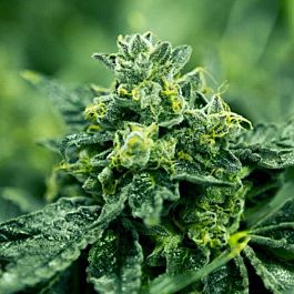 Moxie Seeds Diamond Cookies Feminized