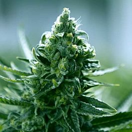 Moxie Seeds Goji Cake Regular