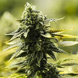 Moxie Seeds Goji D.C Regular
