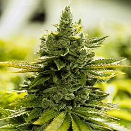 Moxie Seeds Goji Glue Regular