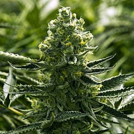 Moxie Seeds Goji Golden Cobra Regular