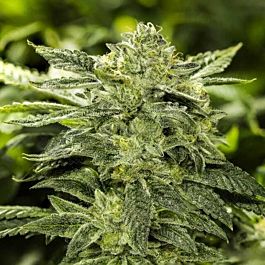 Moxie Seeds Kookies Feminized