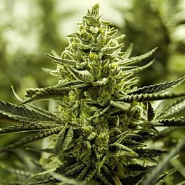 Moxie Seeds Lemon Cake Feminized