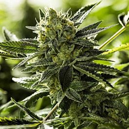 Moxie Seeds Lemon Goji OG Regular