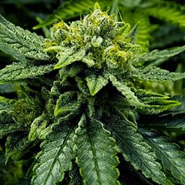 Moxie Seeds Lemonade Haze Feminized