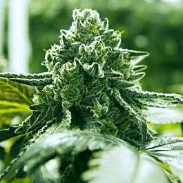 Moxie Seeds Super Goji Haze Regular