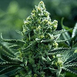 Moxie Seeds Tangie Goji Regular