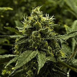 Moxie Seeds Viper Goji Regular