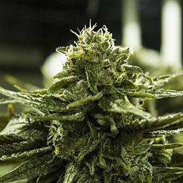 Moxie Seeds Blue Diamond Philips Regular