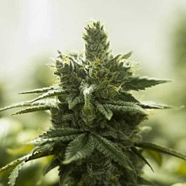 Moxie Seeds Turquoise Jeep Regular Seeds 