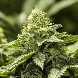 Moxie Seeds Viper Haze Feminized