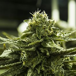 Moxie Seeds Krypto Cookies Feminized