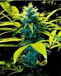 Holy Smoke Seeds Mozambique Poison Regular