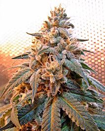Gage Green Seeds Mango Puff Regular