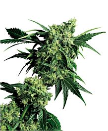 Sensi Seeds Mr Nice G13 x Hash Plant Regular