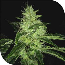 Plantformers Mr-X Kush Regular