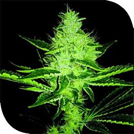 Plantformers Mr-X Lychee Regular