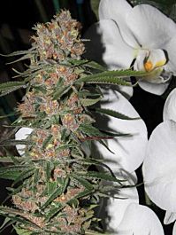 Gage Green Seeds Mindscape Regular