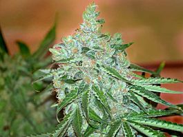 Gage Green Seeds Mendo Supremo Regular