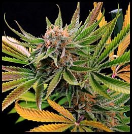 TGA SubCool Genetics Mothertongue Regular