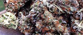 BC Bud Depot BC Rockstar Regular
